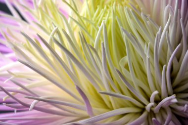 Açık pembe paskalya çiçeği, yakın çekim makro fotoğraf.
