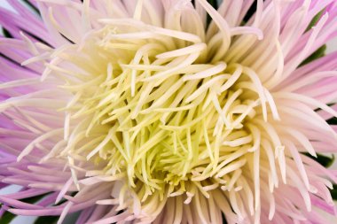 Açık pembe paskalya çiçeği makro fotoğrafçılığı kapat