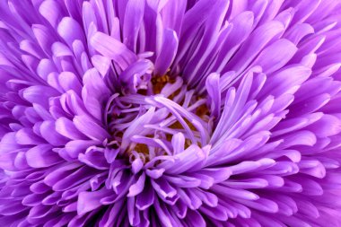 Leylak çiçeği makinası yakın çekim makro fotoğrafçılık