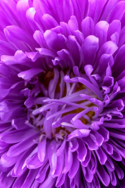 Lilac Λουλούδια Aster Close Μακροφωτογραφία — Φωτογραφία Αρχείου