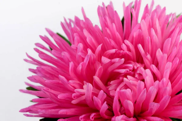 Light Pink Flower Aster Close White Background Isolated Macro Photography — Stock Photo, Image