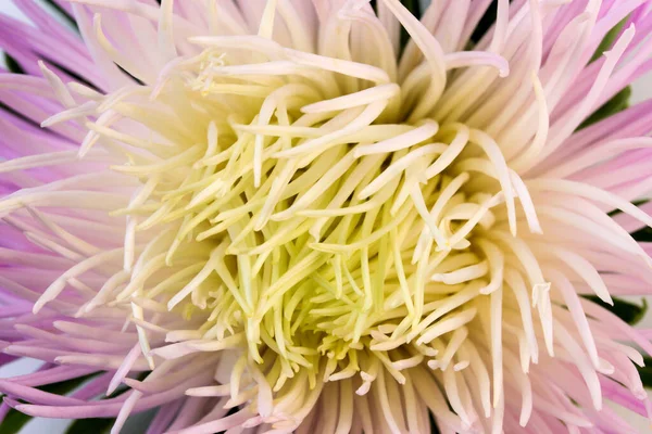 Light Pink Yellow Aster Flower Close Macro Photography — Stock Photo, Image