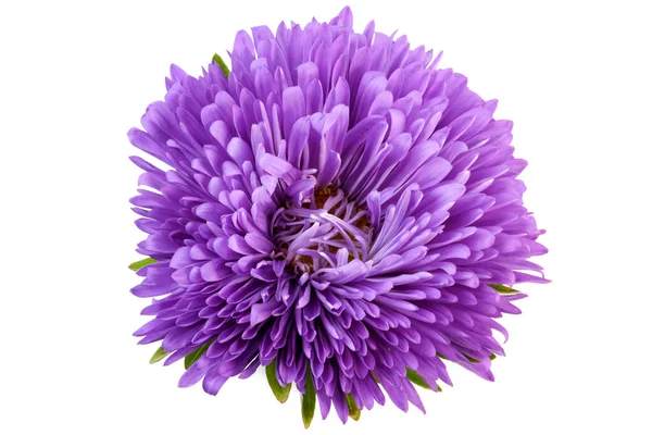 Lilac Flower Aster Close White Background Isolated Macro Photography — Stock Photo, Image