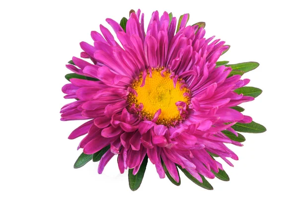 Pink Aster Flower Close White Background Isolated Macro Photography — Stock Photo, Image