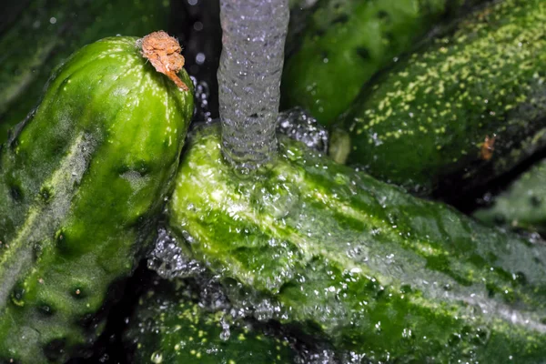 Small Green Cucumbers Washed Stream Clean Water Close Macro Photography — Stock Photo, Image