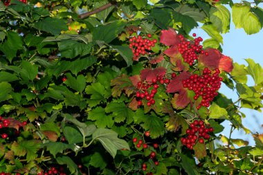 Güneşli bir yaz gününde, bir dalda toplanan kırmızı viburnum meyveleri.