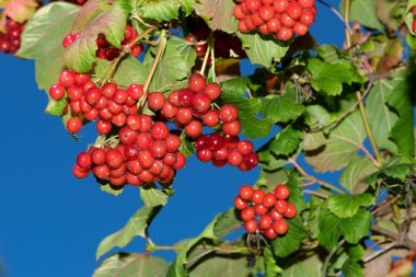 Güneşli bir yaz gününde, bir dalda toplanan kırmızı viburnum meyveleri.