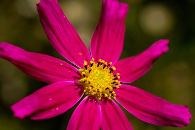 Parlak güneşli bir günde Sonbahar kırmızı çiçekleri bahçesi