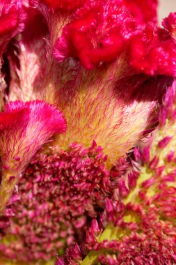 Parlak güneşli bir günde Sonbahar kırmızı çiçekleri bahçesi