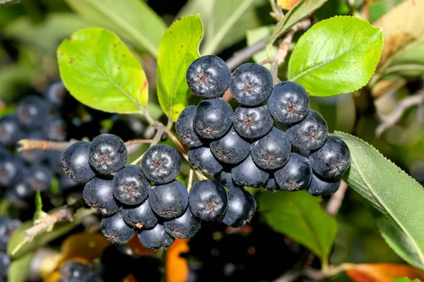 Chokeberry Bobule Shlucích Větvi Slunečný Letní Den Detailní Záběr — Stock fotografie