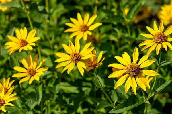 Automne Jardin Fleurs Jaunes Sur Jour Ensoleillé Lumineux Gros Plan — Photo