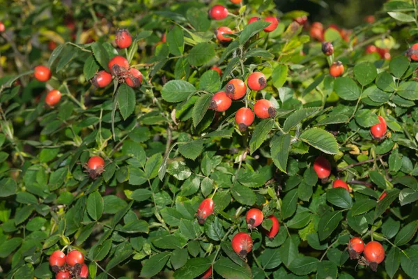 Rote Hagebutten Auf Einem Ast Nahaufnahme Makrofotografie — Stockfoto