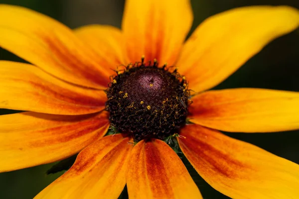 Echinacea Purpurea Fleurit Ensoleillé Jour Automne Gros Plan Gros Plan — Photo