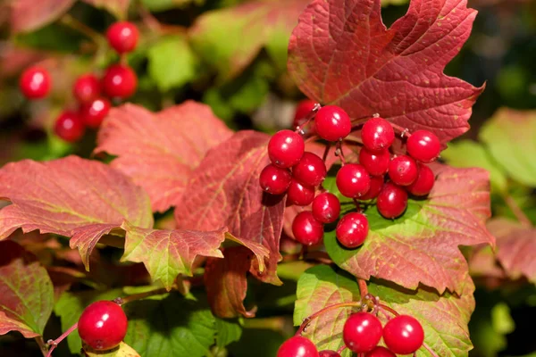 Κόκκινα Μούρα Viburnum Συστάδες Ένα Κλαδί Μια Ηλιόλουστη Καλοκαιρινή Μέρα — Φωτογραφία Αρχείου