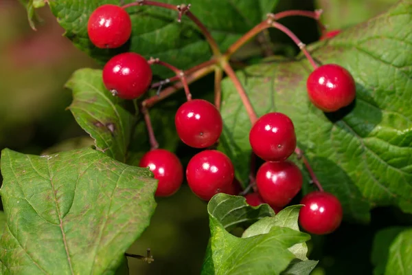 Röda Viburnum Bär Kluster Gren Solig Sommardag Närbild — Stockfoto