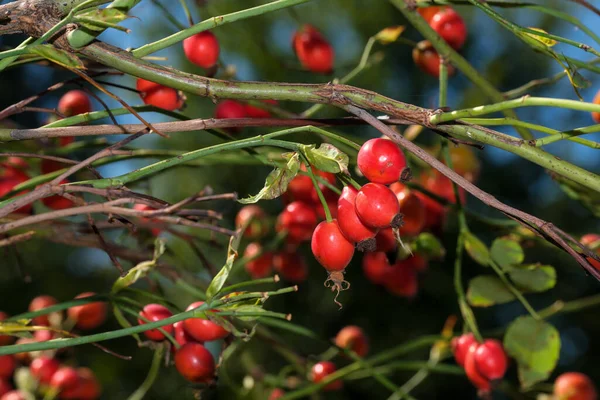 Rote Hagebutten Auf Einem Ast Nahaufnahme Makrofotografie — Stockfoto