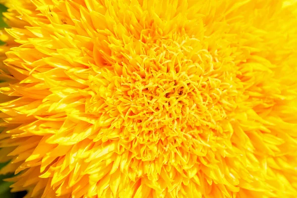 艳丽的黄色向日葵在夏日的近距离宏观摄影中绽放 — 图库照片