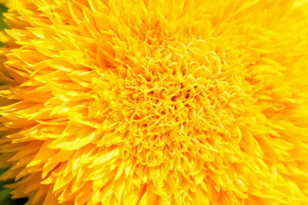 Fioritura Brillante Fiore Girasole Giallo Una Giornata Estiva Close Macro — Foto Stock