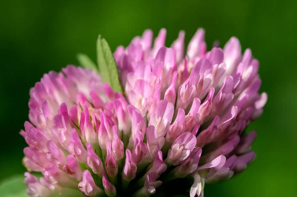 Kwiat Koniczyny Kwitnie Jasny Jesienny Dzień Wśród Ziół Makro Fotografia — Zdjęcie stockowe