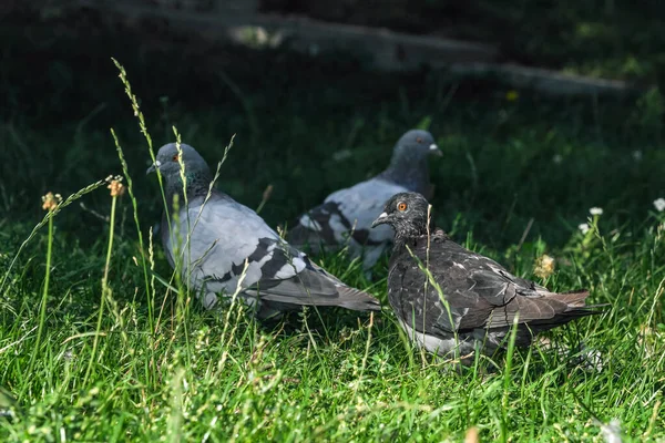 Pigeons Sauvages Urbains Photographie Portrait Gros Plan Macro Photographie — Photo