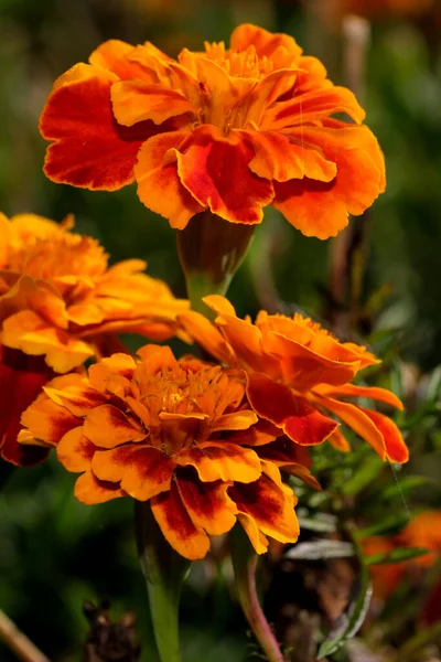 晴れた日には秋のオレンジの花の庭が閉まります — ストック写真