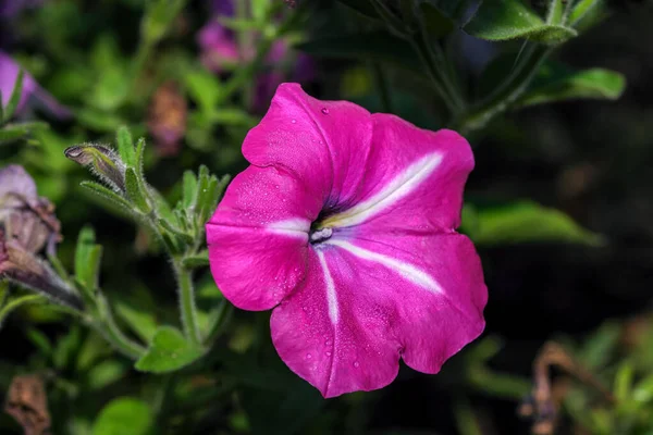 Autunno Giardino Fiori Rossi Una Luminosa Giornata Sole Primo Piano — Foto Stock