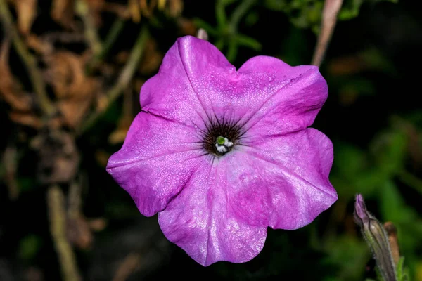 Őszi Ibolya Virágok Kert Egy Fényes Napsütéses Napon Közelkép — Stock Fotó