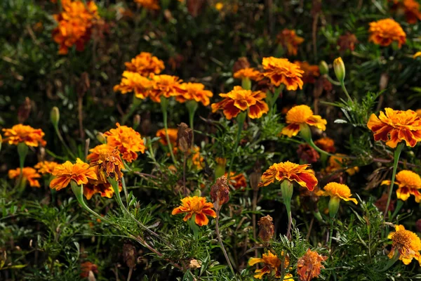 Őszi Narancs Virágok Kert Egy Fényes Napsütéses Napon Közelkép — Stock Fotó