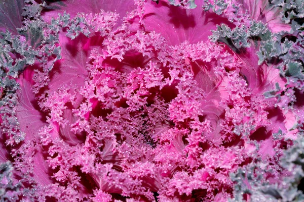 Gemüse Hintergrund Blumenkohl Dekorative Nahaufnahme Makrofotografie — Stockfoto