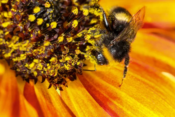 Bumblebee Samla Nektar Och Pollen Blommande Solros Blomma Sommardag Närbild — Stockfoto