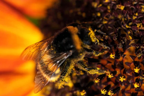 Bumblebee Samla Nektar Och Pollen Blommande Solros Blomma Sommardag Närbild — Stockfoto