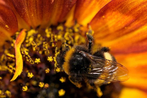 Bumblebee Samla Nektar Och Pollen Blommande Solros Blomma Sommardag Närbild — Stockfoto