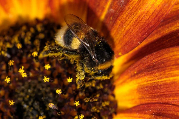 Bumblebee Samla Nektar Och Pollen Blommande Solros Blomma Sommardag Närbild — Stockfoto