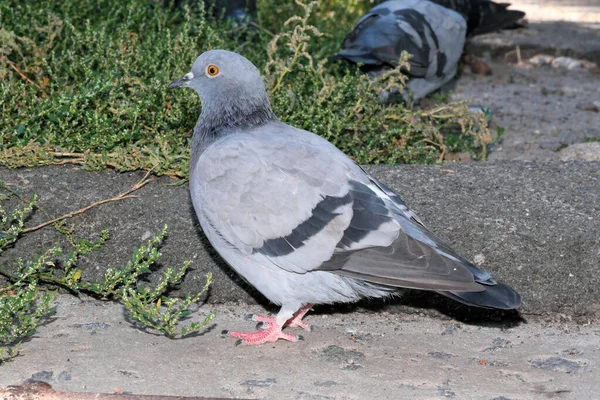 Pigeons Sauvages Urbains Photographie Portrait Gros Plan Macro Photographie — Photo