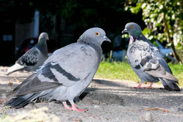 Miejskie Dzikie Gołębie Portret Fotografia Zbliżenie Makro Fotografia — Zdjęcie stockowe