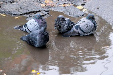 Şehir güvercinleri, bulutlu bir havada sonbahar yağmurundan sonra asfalt bir yolda su birikintisinde yüzerler.