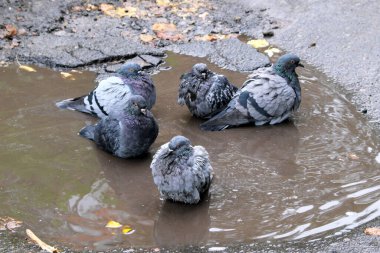 Şehir güvercinleri, bulutlu bir havada sonbahar yağmurundan sonra asfalt bir yolda su birikintisinde yüzerler.