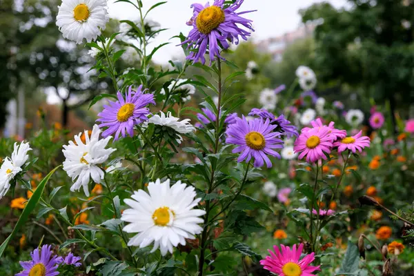 Automne Fleurs Tardives Sur Lit Fleurs Ville Après Une Pluie — Photo