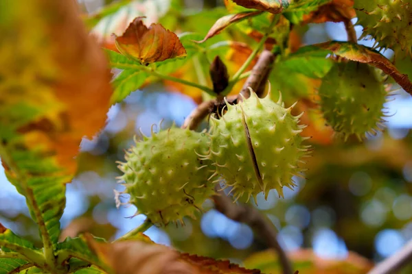 Koňské Kaštanové Plody Dozrávají Větvi Podzimního Stromu Zblízka — Stock fotografie
