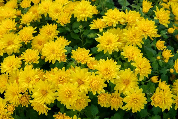 Beautiful Garden Blooming Chrysanthemum Flowers Close Sunny Autumn Day Macro — Stock Photo, Image