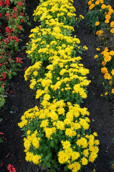 Beautiful Garden Blooming Chrysanthemum Flowers Close Sunny Autumn Day Macro — Stock Photo, Image