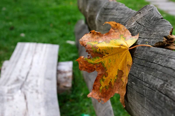 Желтый Кленовый Лист Символизирует Наступающую Осень Прилипший Деревянной Задней Части — стоковое фото