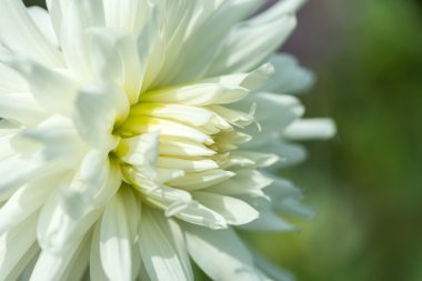 Beyaz Yıldız çiçeği