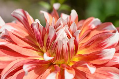 kırmızı yıldız çiçeği