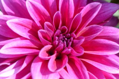 pembe yıldız çiçeği