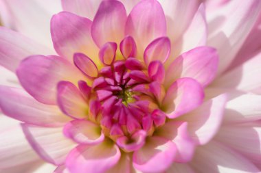 pembe yıldız çiçeği