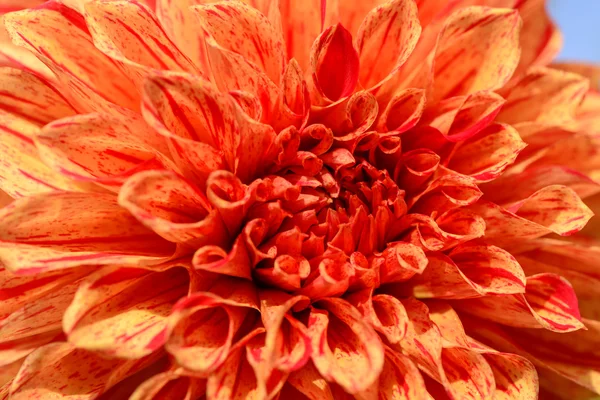 Narancssárga dahlia — Stock Fotó