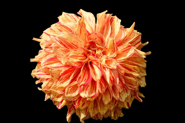 Chrysant op zwart — Stockfoto