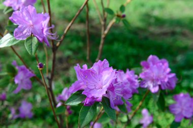 Ormangülü mucronulatum