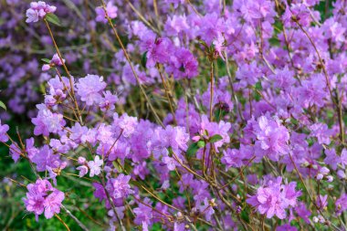 Ormangülü mucronulatum